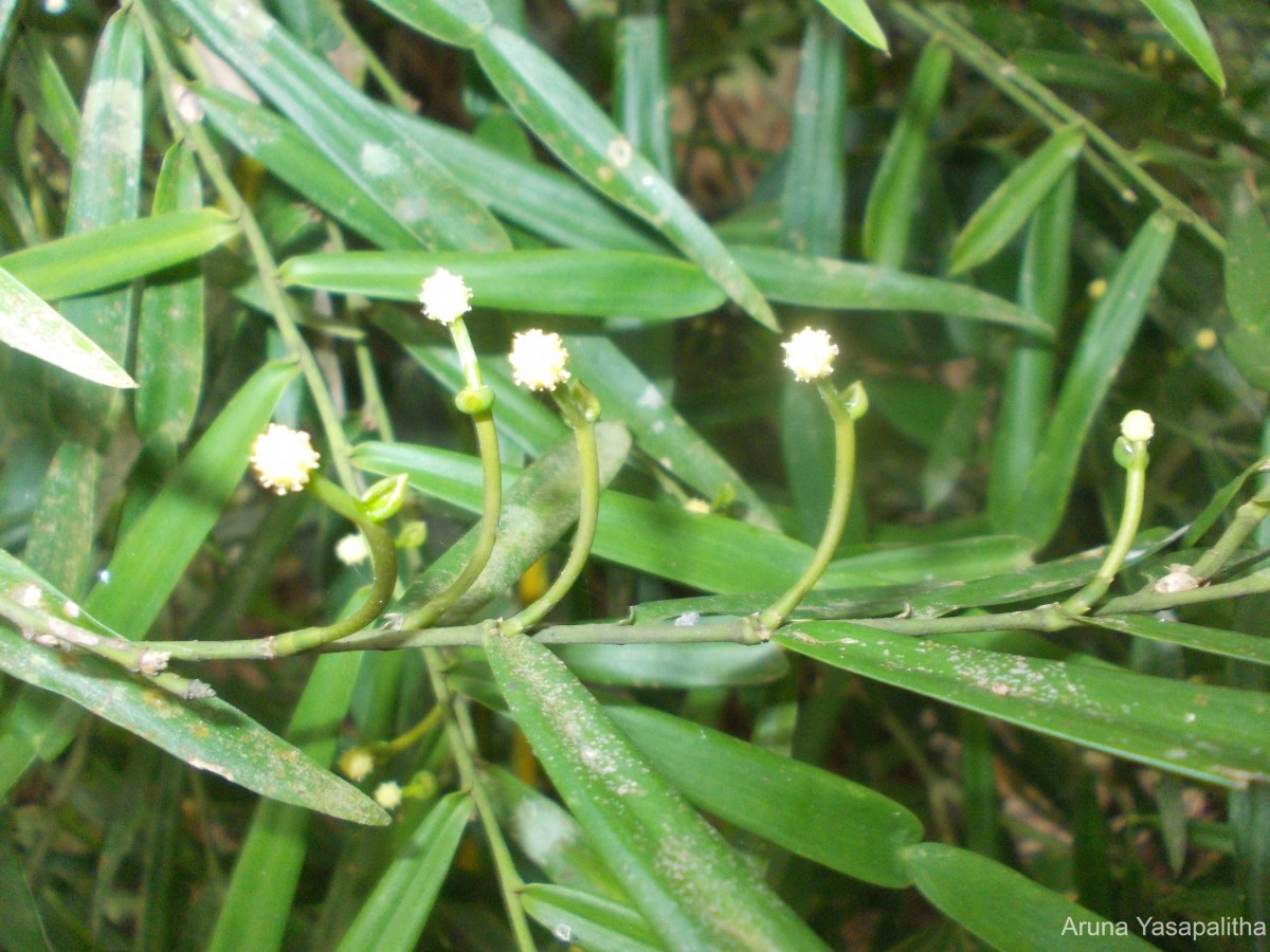 Pothos hookeri Schott